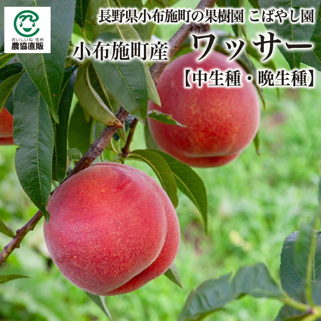 楽天市場】信州産 送料無料 ワッサー 秀品 5kg 減農薬 スイート