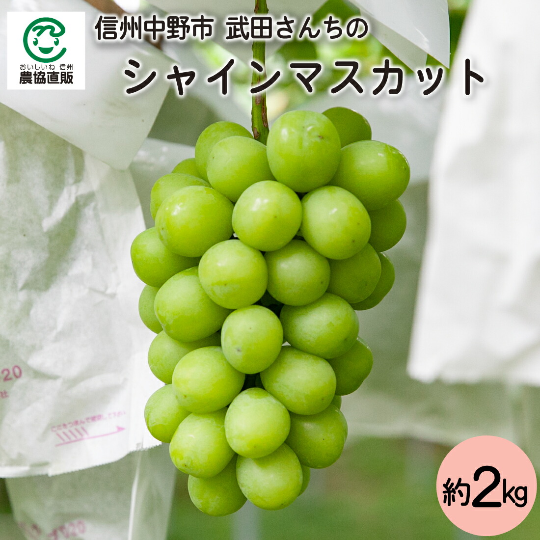 楽天市場】長野県産 シャインマスカット 2房（約1.2kg） : 長野