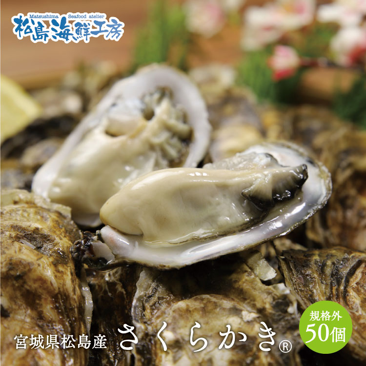 楽天市場 送料無料 松島産 産直 さくらかき 100個 只今の季節は生食可能です 活出荷 牡蠣 カキ かき 貝 父の日 松島海鮮工房