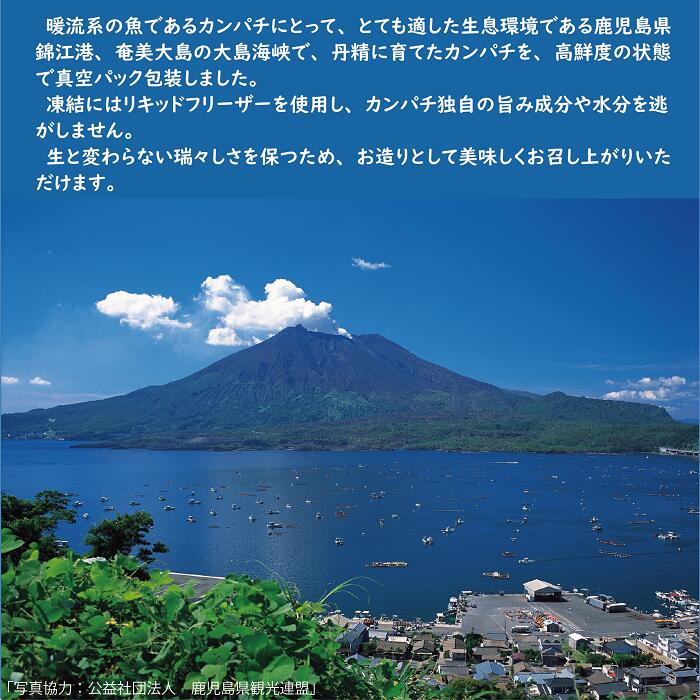 九州の刺身 薩摩 カンパチ刺身用 約0g 5柵 合計約1kg カンパチ 刺身 かんぱち 約10人前 よかとと カンパチどん 美味しい お刺身 柵 皮なし 骨なし 魚 肴 身だけ お取り寄せ 九州 鹿児島 薩摩 ギフト Umu Ac Ug