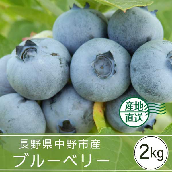 【送料込】中野市産　贈答ブルーベリー(バラ2kg箱)※7月上旬～ 順次発送※北海道・沖縄配送不可