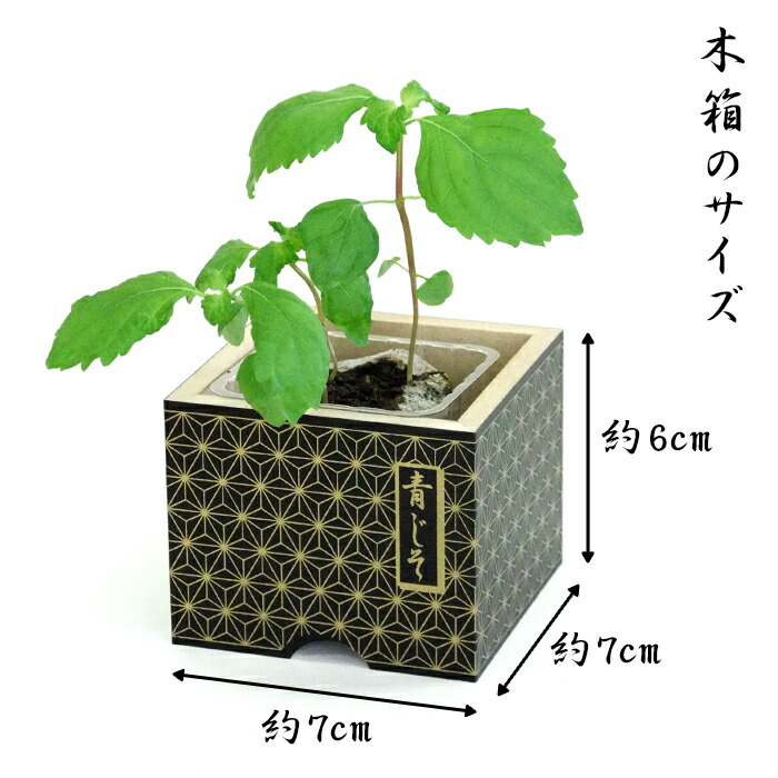 楽天市場 栽培キット 和柄の木箱で育てる青じそ ウッドポットガーデン 和風ハーブ 日本の植物 麻の葉模様 木製 大葉 キッチンガーデニング 栽培セット Woo Foo