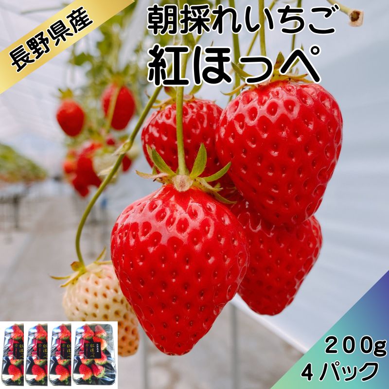 【信州産直便】贈答用 朝採れいちご 紅ほっぺ200g×4　送料込 ギフト  母の日 お中元 御中元 バレンタイン 贈り物 長野 信州