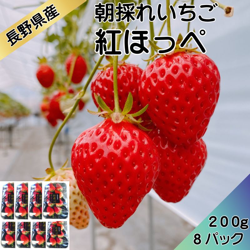 【信州産直便】贈答用 朝採れいちご 紅ほっぺ200g×8 送料込 ギフト  母の日 お中元 御中元 バレンタイン 贈り物 長野 信州