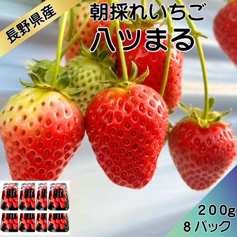 【信州産直便】贈答用 朝採れいちご 八ツまる200g×8　送料込 ギフト  母の日 お中元 御中元 バレンタイン 贈り物 長野 信州