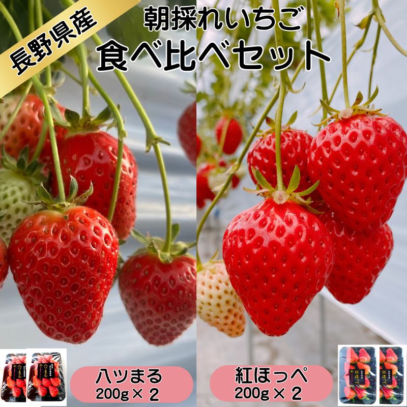 【信州産直便】贈答用 朝採れいちご 紅ほっぺ 200g×2 八ツまる200g×2 食べ比べセット 4パック 送料込 ギフト  母の日 父の日 お中元 御中元 バレンタイン 贈り物 長野 信州
