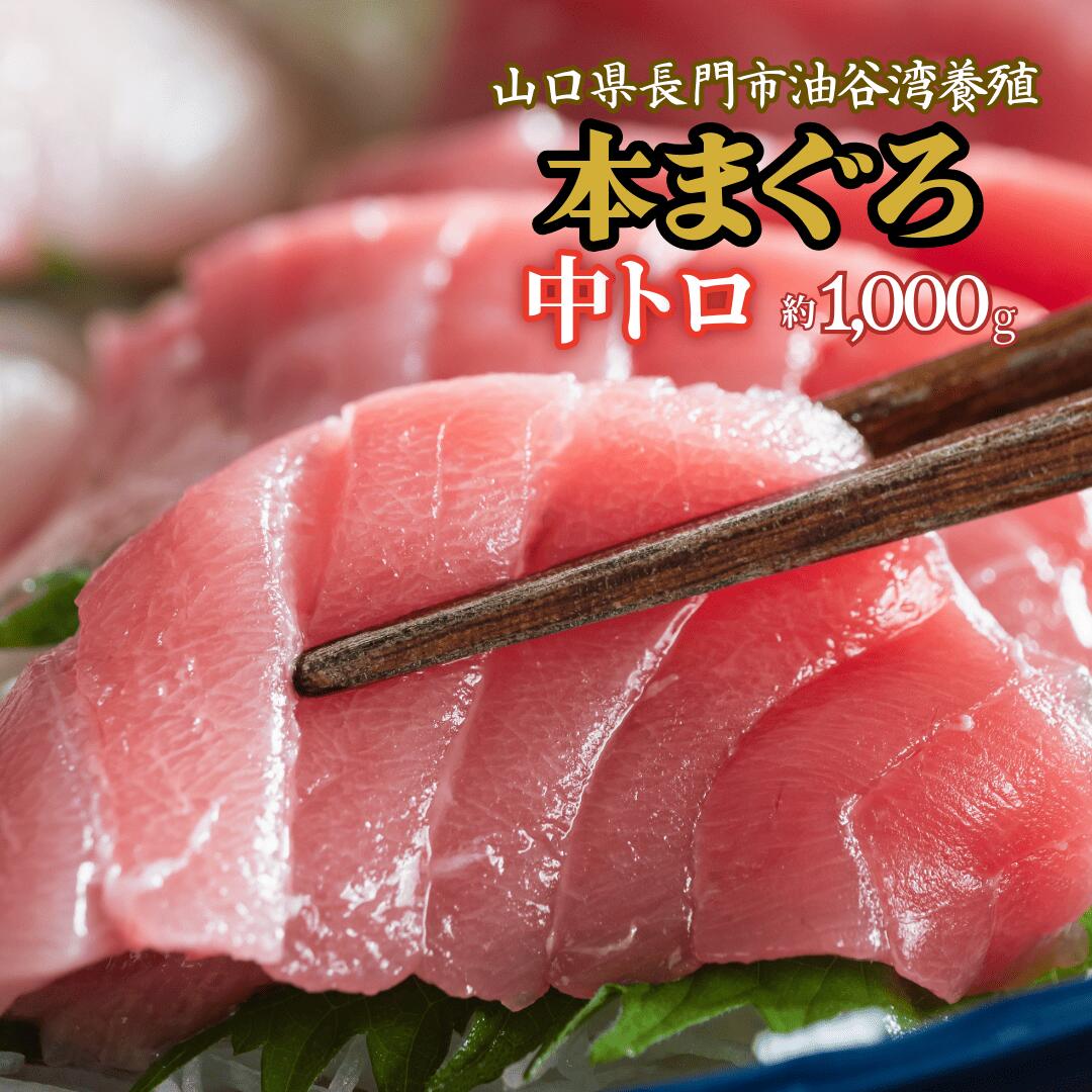 【やまぐちECエール便】油谷産 養殖 本マグロ 中トロ1000ｇ 山口県 長門市 道の駅 センザキッチン 希少 小分け 養殖 マグロ まぐろ 鮪 脂乗り抜群 とろける 冷凍 柵 とろ トロ 解凍レシピ同封 ギフト 【道の駅センザキッチン】｜道の駅センザキッチンEC店