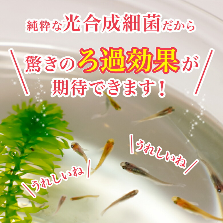 和香 PSB 水質改善・越冬 特濃PSB光合成細菌バクテリア500ml （水替1200L分相当） 詳細な動画説明書付 観賞魚 めだか らんちゅう 金魚  熱帯魚の免疫力強化 ミジンコ ゾウリムシ 微生物 培養促進 生物濾過 有害有機物質の分解 濃縮 ろ過バクテリア 飼育水 培養液 増やせる ...