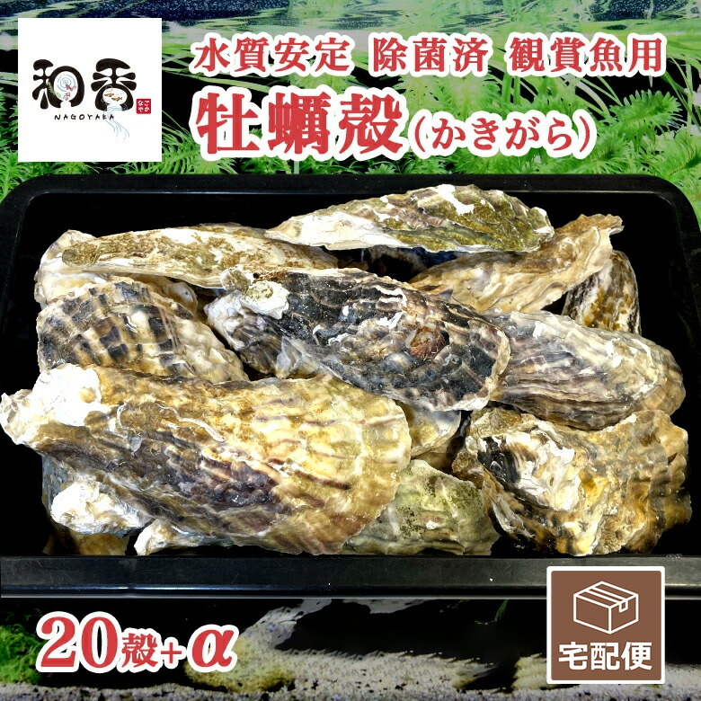 楽天市場】和香 塩 特選観賞魚あら塩 300g 塩浴 感染予防 活力回復