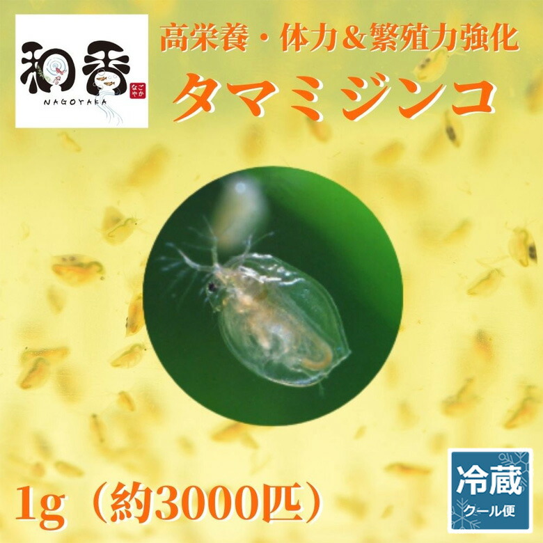 お試し価格　マイクロワーム種　めだか　金魚　熱帯魚　 ADA キョーリン　ヒカリ