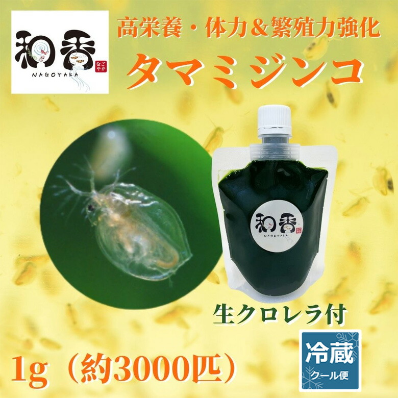 翌日発送可能】 和香特選粉末生クロレラ150ml めだか金魚稚魚ミジンコ