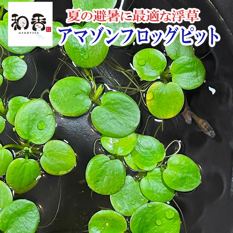 楽天市場 和香 夏場の日よけにも最高 アマゾンフロッグピット 無農薬 10株 めだか 金魚 グッピー ベタ 熱帯魚 の産卵 針子稚魚の隠れ家にも効果的 水質浄化効果も期待 和香 なごやか