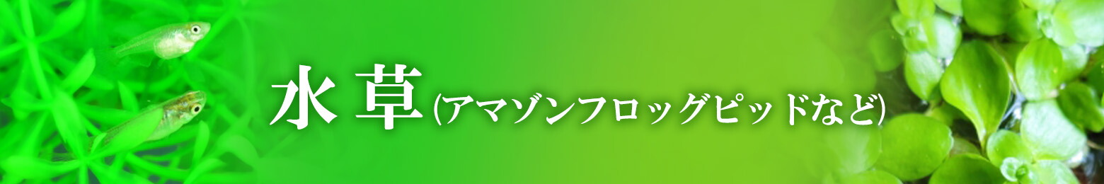 楽天市場】生クロレラ【クール便】☆純正品☆和香 特選生クロレラ 原液200mLめだか 金魚 稚魚針子 歩留まり解消水質環境 成長に最適なグリーンウォーター 生存率アップが期待できますミジンコ ワムシ ゾウリムシ 培養 増殖 越冬 繁殖 餌 えさ エサ なごやか 和やか : 和香 ... 楽天市場】生クロレラ【クール便】☆純正品☆和香 特選生クロレラ 原液200mLめだか 金魚 稚魚針子 歩留まり解消水質環境 成長に最適なグリーンウォーター 生存率アップが期待できますミジンコ ワムシ ゾウリムシ 培養 増殖 越冬 繁殖 餌 えさ エサ なごやか 和やか : 和香 ...