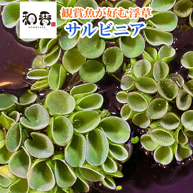 浮草☆ サルビニアククラータ 40g - 通販 - guianegro.com.br