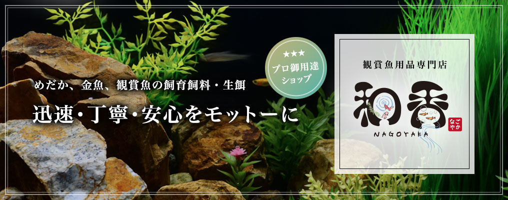 楽天市場 マラソン最終日特別ポイント クール便 純正品 和香 特選生クロレラ 原液100mlめだか 金魚 稚魚針子 歩留まり解消水質環境 成長に最適なグリーンウォーター 生存率アップが期待できますミジンコ ワムシ ゾウリムシ 培養 増殖 和香 なごやか