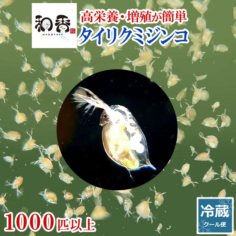 和香 タイリクミジンコ 1000匹 初心者向ミジンコ めだか らんちゅう グッピー 熱帯魚 水中爬虫類などの活餌に最適 ミジンコ みじんこ タマミジンコ メダカ 稚魚 餌 増殖 クロレラ えさ 観賞魚 エサ 生餌 金魚 生き餌 繁殖 アクアリウム 水槽 飼育