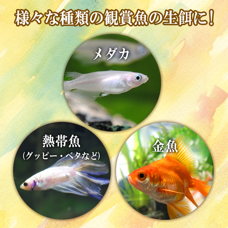 高栄養飼料 おとひめS2 100g アクアリウム 熱帯魚 グッピー 金魚 ベタ