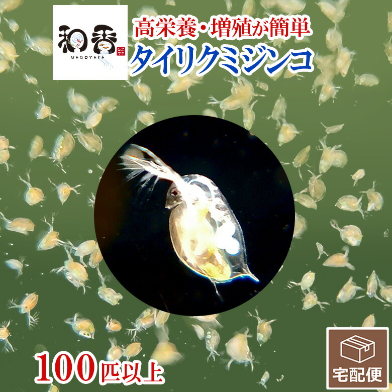 楽天市場】稲わら 無農薬 観賞魚用 （段ボール箱60サイズ） めだかの越冬や納豆菌でミジンコ・ゾウリムシ・ミドリムシ培養に効果的 稲藁 ワラ PSB  : 和香 メダカ熱帯魚アクアリウム