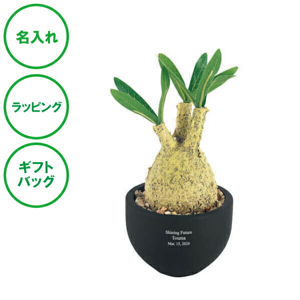 楽天市場】多肉植物 caパキポディウム グラキリス 実生 7.5cm〜9cm