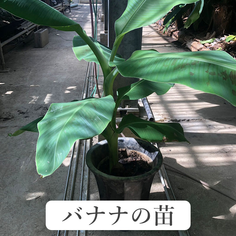 楽天市場】ダージリンバナナ 【レッドタイガー】 実生 3号ポット苗