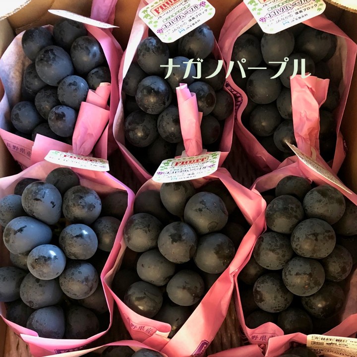 長野県ＪＡながの須高ナガノパープル　約５ｋｇ　10～12房入り　9月1日以降の発送予定です。