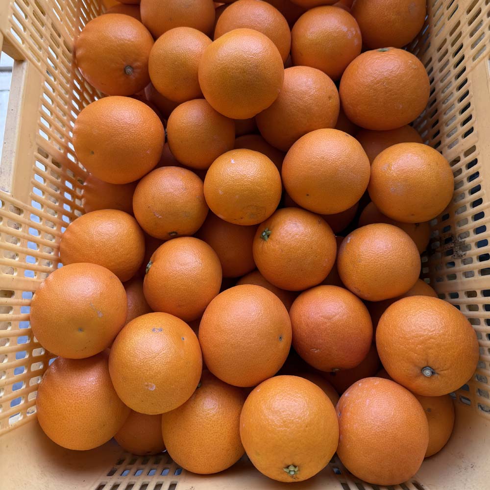 楽天市場】ブラッドオレンジ 【モロ】 約4kg愛媛県 宇和島産 みかん