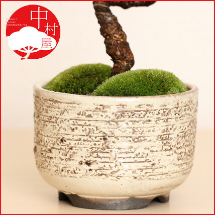 Nakamurabonsai White Ware Change Pine Skin Marunaka Deep M White Ware Change Pine Skin Marunaka Deep M Bonsai Pot Gift Giveaway