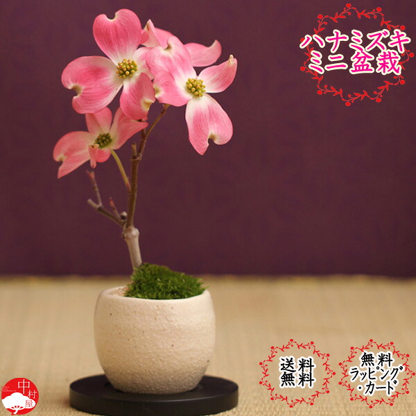 楽天市場 21年春開花 毎年開花します ハナミズキミニミニ盆栽 瀬戸焼鉢 花水木 アメリカハナミズキ レッドビューティー母の日ギフト母の日プレゼントに 花水木 モダン盆栽 盆栽 桜 盆栽 和モダン インテリア盆栽 桜 盆栽母の日ギフト 花水木盆栽 モダン盆栽 中村屋