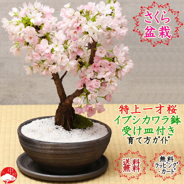 楽天市場 22開花 一才桜モダン盆栽 特上樹 さくら盆栽 受皿付イブシカワラ鉢 旭山桜 自宅でお花見 ぴったり 桜盆栽 プレゼントに 一才桜 モダン盆栽 盆栽 桜 盆栽 和モダン インテリア盆栽 桜 盆栽 ギフト 桜盆栽 モダン盆栽 中村屋 楽天市場 22開花 一才桜モダン盆栽 特上樹 さくら盆栽 受皿付イブシカワラ鉢 旭山桜 自宅でお花見 ぴったり 桜盆栽 プレゼントに 一才桜 モダン盆栽 盆栽 桜 盆栽 和モダン インテリア盆栽 桜 盆栽 ギフト 桜盆栽 モダン盆栽 中村屋