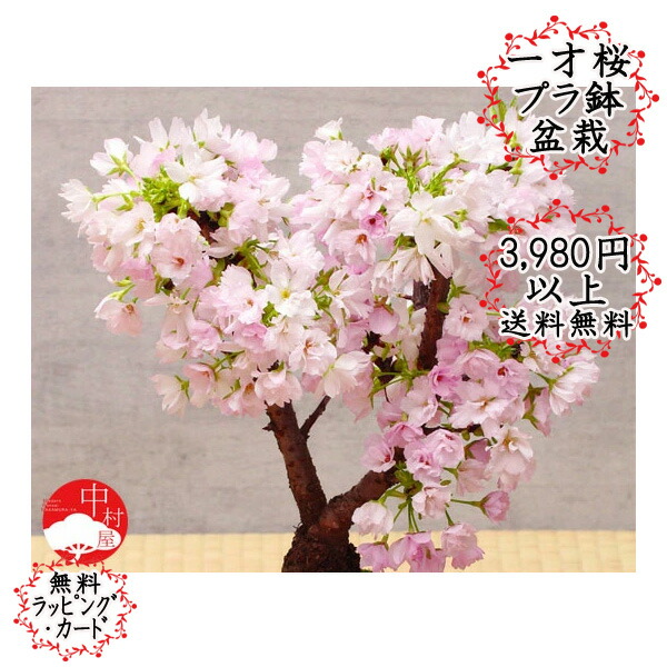 一才桜盆栽 おおきめ特上樹白色プラ鉢入り さくら盆栽 旭山桜 自宅でお花見にぴったり 桜盆栽母の日 父の日 ギフト母の日 プレゼントに 【限定製作】