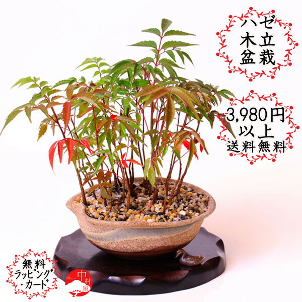 楽天市場 ハゼの木立盆栽 信楽焼の素敵な鉢付き 卓上盆栽 盆栽 迎春お正月正月 迎春ギフト正月 迎春プレゼントに モダン盆栽 中村屋