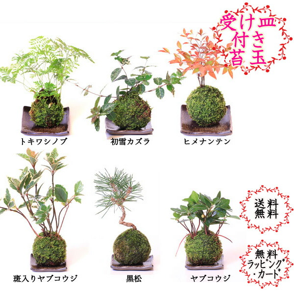 楽天市場 選べる8種類 ミニ観葉植物 ガジュマル パキラ サンスベリア アイビー 苔玉 常滑焼 Bellebelle