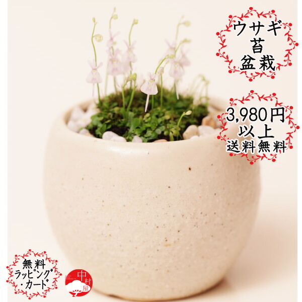 楽天市場 敬老の日 ウサギ苔盆栽 瀬戸焼白鉢の苔盆栽うさぎの花が咲きます 可愛いうさぎ苔 ギフトプレゼントに モダン盆栽 中村屋