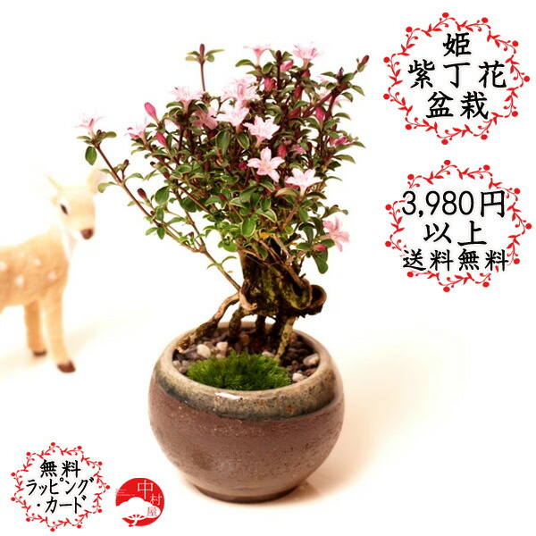 姫紫丁花の丸鉢ミニ盆栽 シチョウゲ 国産瀬戸焼鉢 紅丁花 ベニチョウゲ コウチョウゲ 母の日 敬老・ギフトおしゃれなプレゼントに