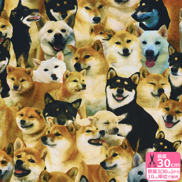 楽天市場】【10%OFF】ワンちゃん大集合（オックス） 柴犬