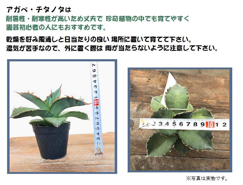 楽天市場 送料無料 一部地域を除く アガベ チタノタ 多肉植物 観葉植物 人気 おしゃれ あきんど ナカシマ