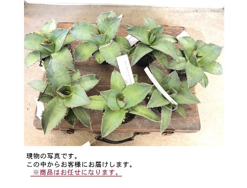 楽天市場 送料無料 一部地域を除く アガベ チタノタ 多肉植物 観葉植物 人気 おしゃれ あきんど ナカシマ