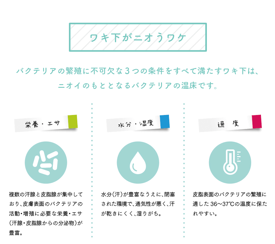 錦炬プラム 有田焼容れもの冒頭
