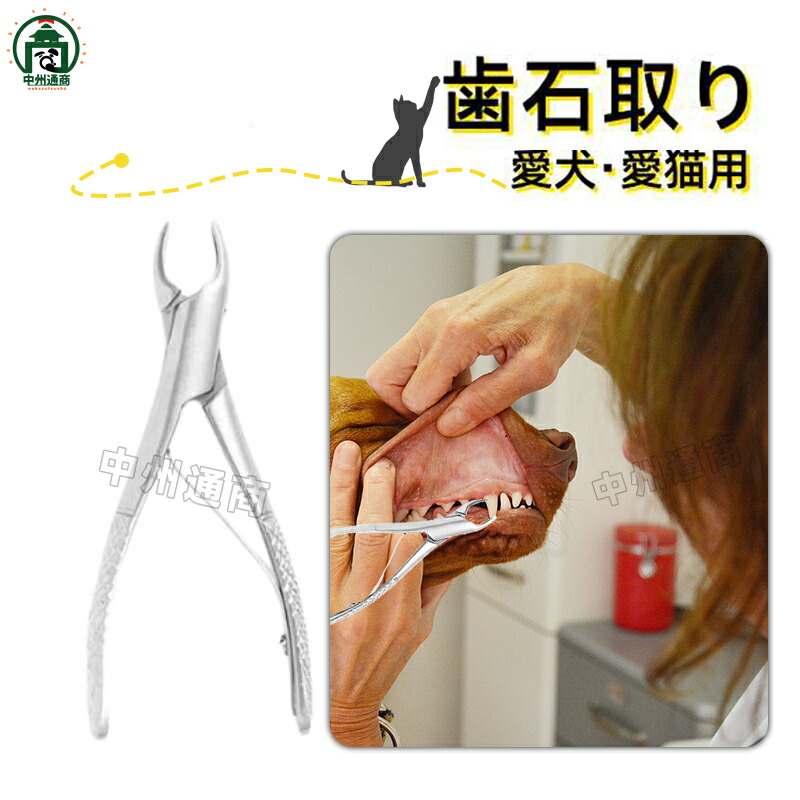 犬用デンタルケアペンチ ステンレス製 楽天市場】口腔用先丸ペンチ 中型犬や大型犬の歯石取りにも 愛犬