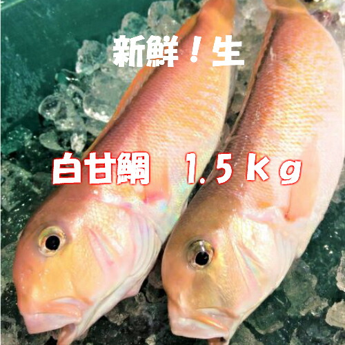 在庫限り 完売次第終了ぽっきりsale 生 獲れたてを直送甘鯛 アマダイ シロアマダイ １ 5kg前後送料無料1尾1 5ｋｇ前後のサイズ北海道 沖縄その他離島は別途追加料金あり 安心の定価販売 Ugs Ed Ao