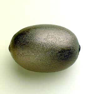 フルーツシェーカー キウイ 振って楽しい お子さまの情操教育にも 中古