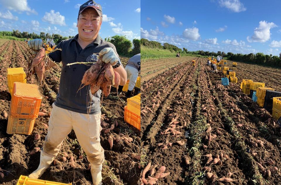 楽天市場】中園ファーム 熟成安納芋 さつまいも Mサイズ 5キロ 種子島