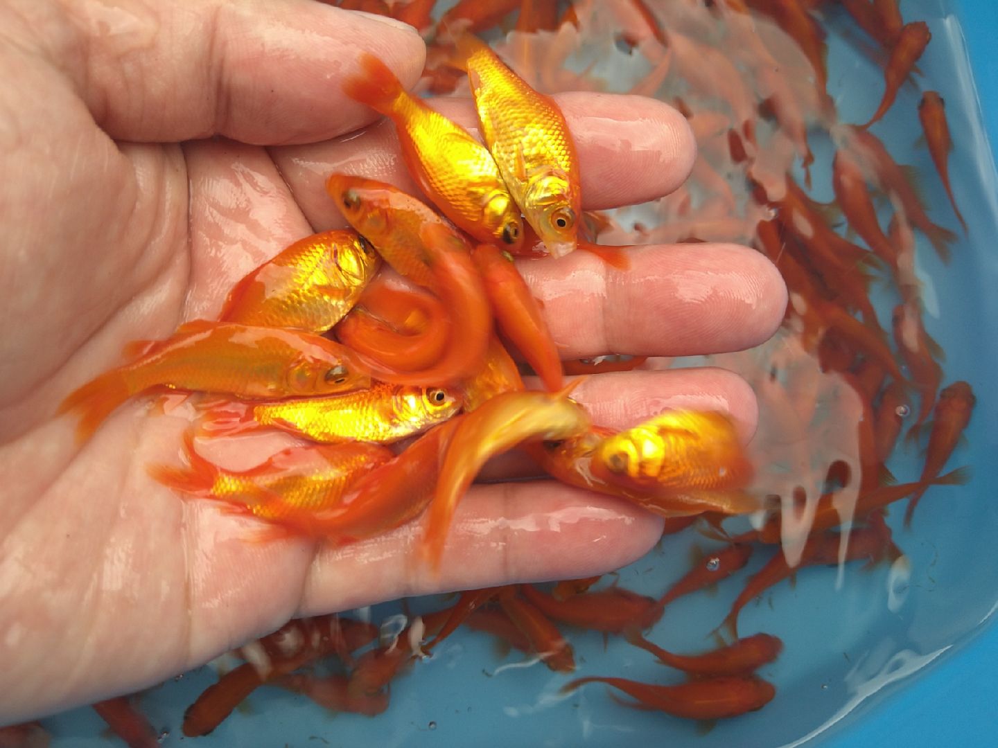 えさきんぐ様 emuwaifarm_10000237