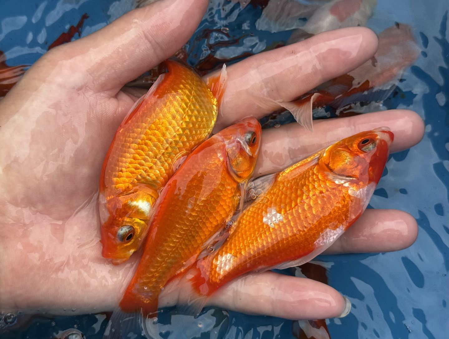 楽天市場】【国産】国産 金魚 柳出目金 黒 1匹 約8～11cm 生体