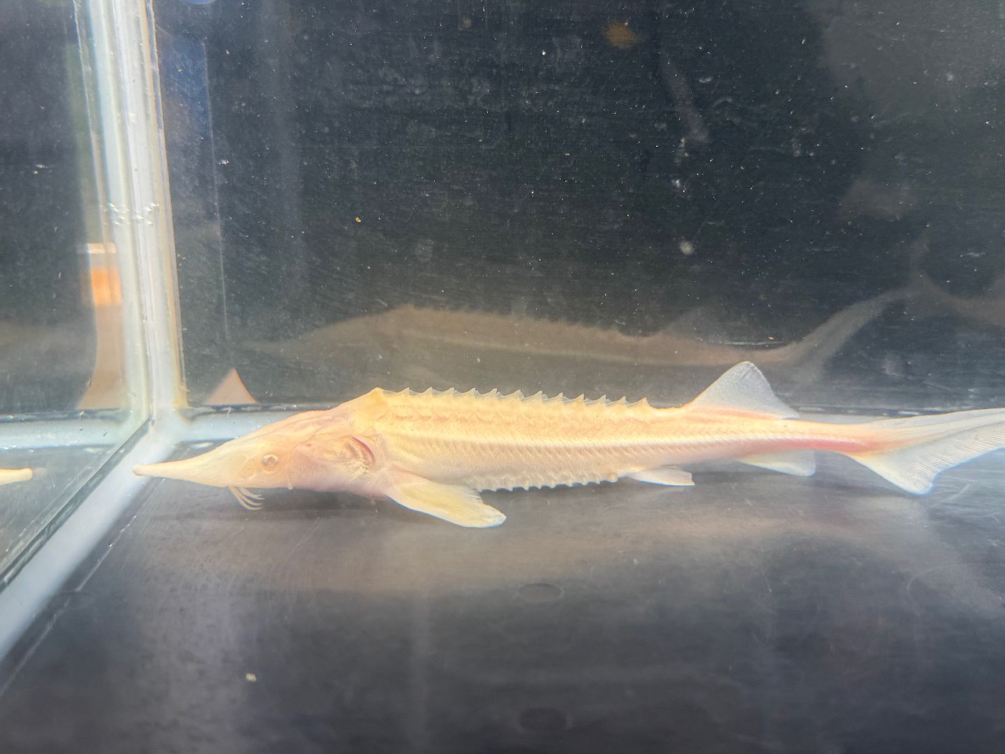 アルビノ コチョウザメ 19cm-20cm 1匹 ドイツ産 ブリード個体 チョウザメ 熱帯魚 大型魚 肉食魚 ナムジャパン
