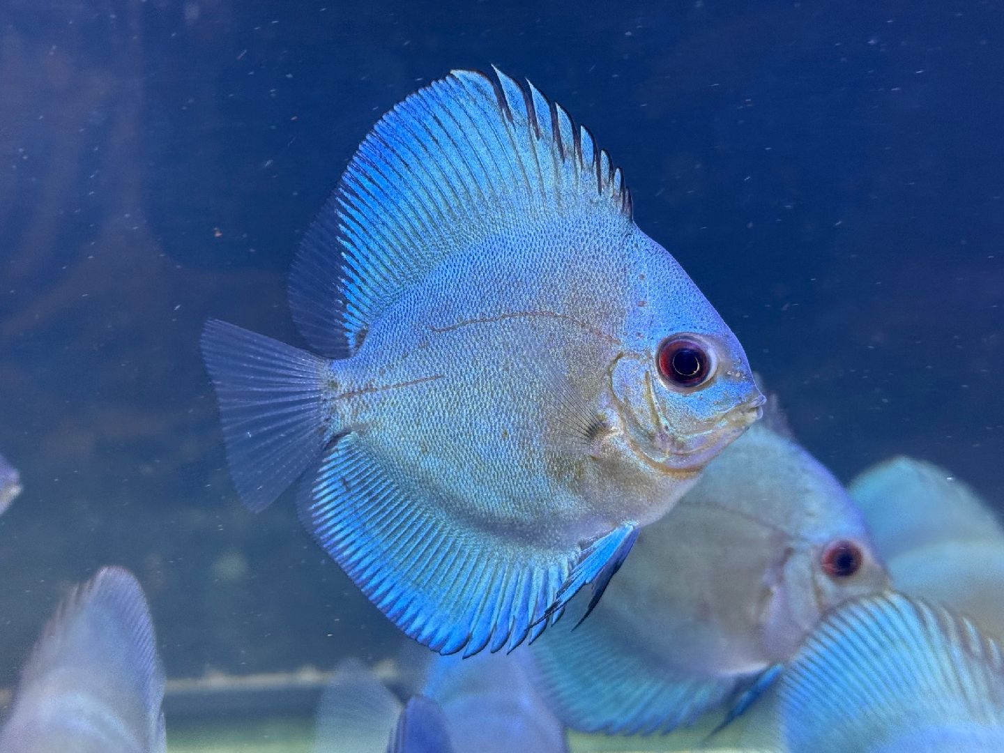 ブルーダイヤモンドディスカス 7cm x 7cm 3匹 熱帯魚 ディスカス 大型魚 肉食魚 ナムジャパン