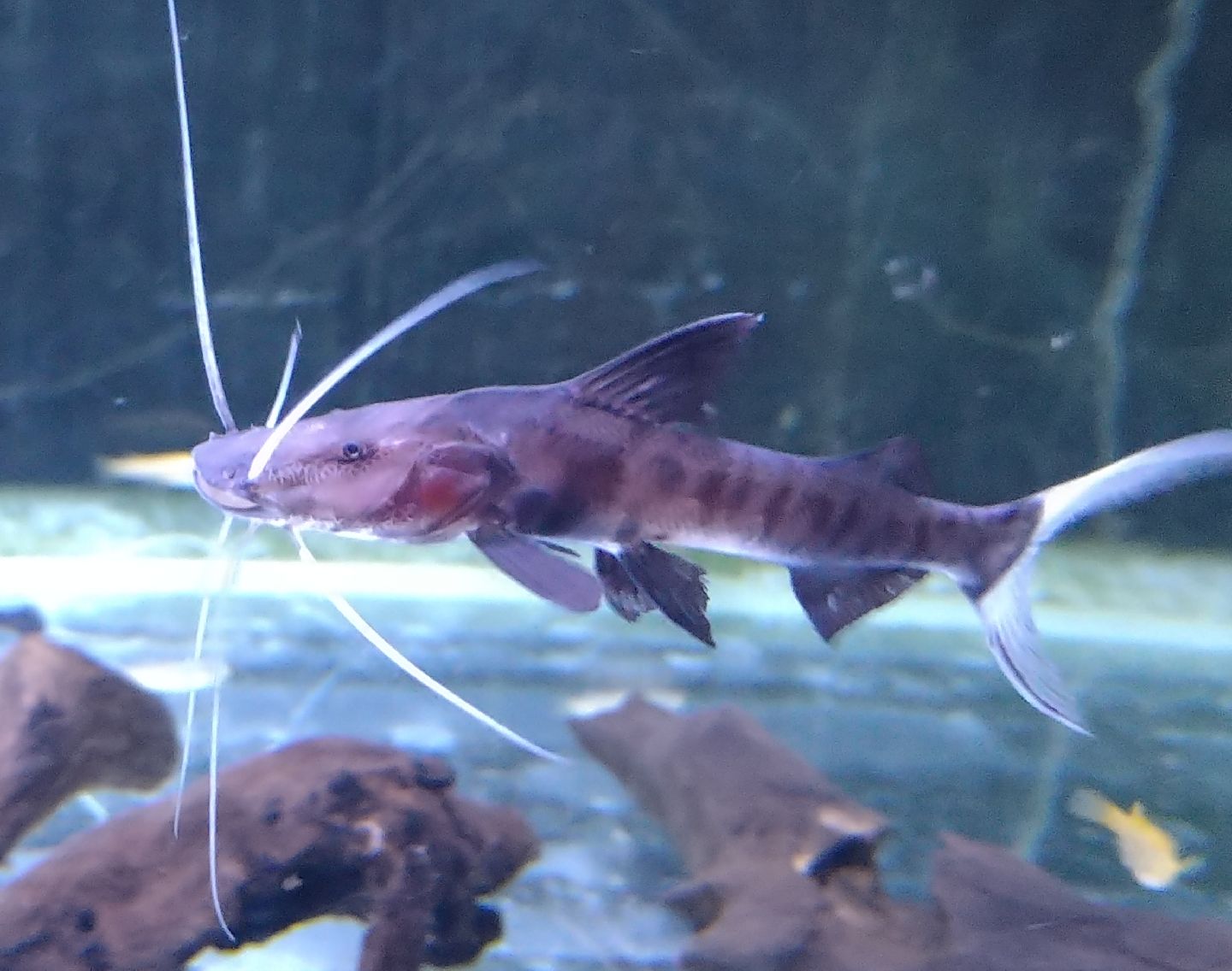 楽天市場】バトラクスキャット 10cm - 11cm 1匹 熱帯魚 キャット 