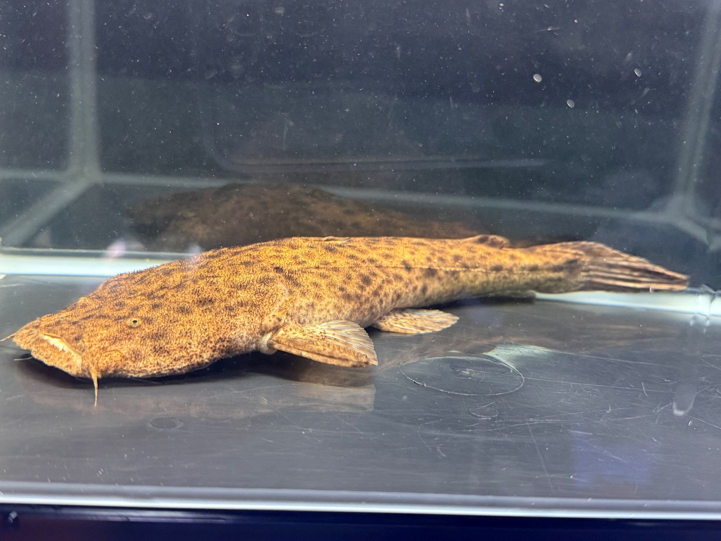【値下げ】 パカモンキャット 26cm 1匹 個体No.001 南米 生体 キャットフィッシュ 大型魚 肉食魚 ナムジャパン
