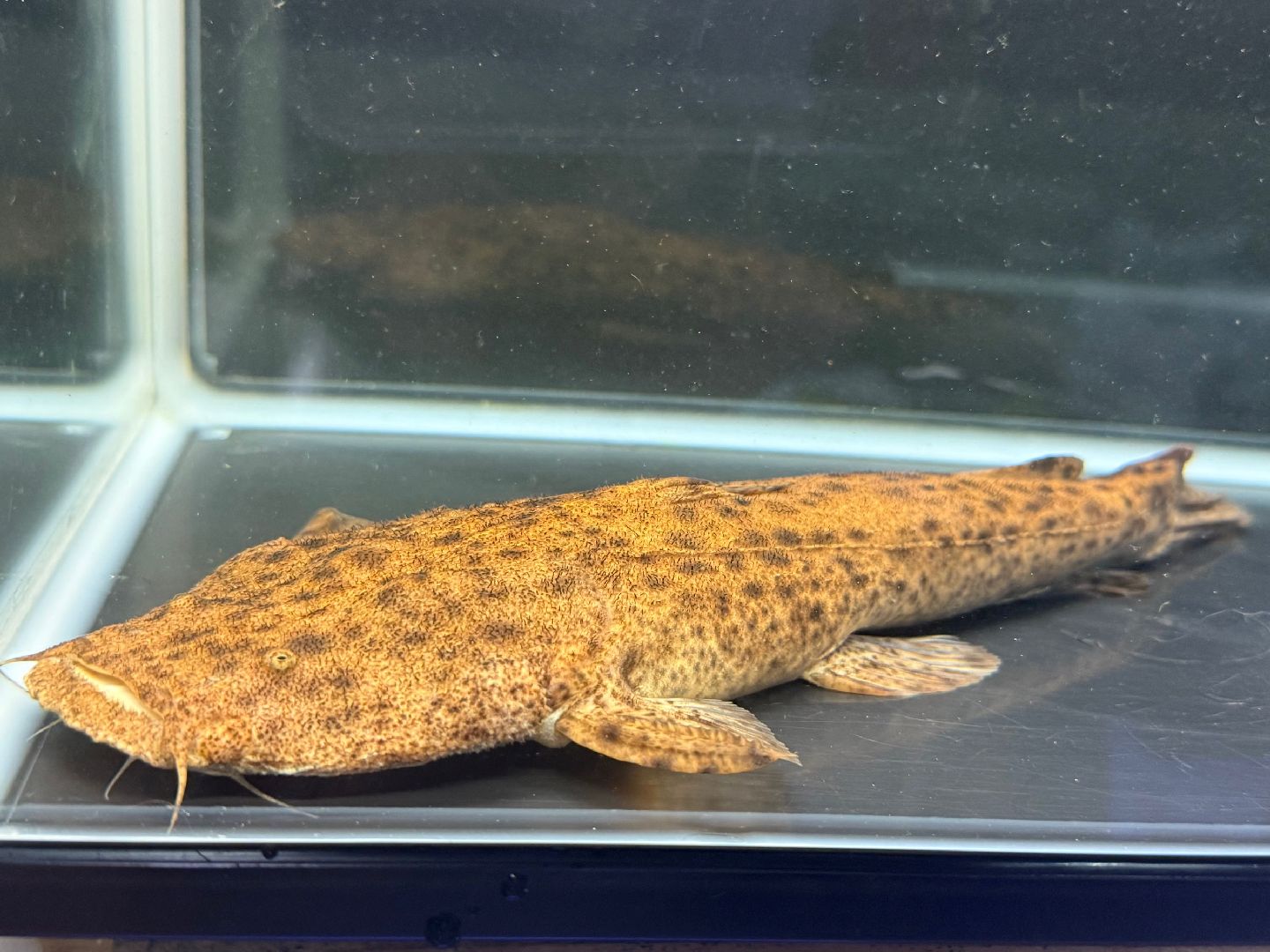 楽天市場】バトラクスキャット 10cm - 11cm 1匹 熱帯魚 キャット 