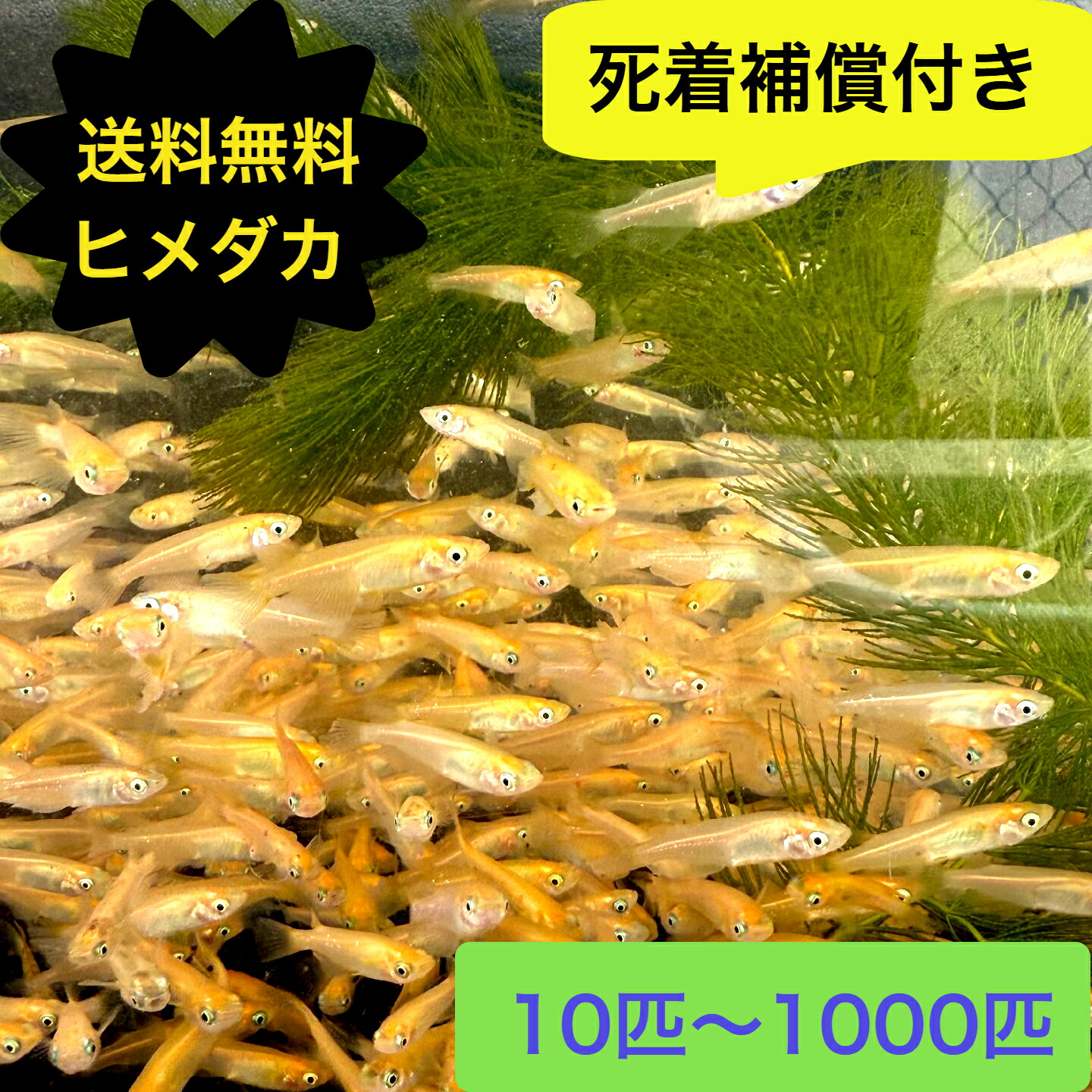 【楽天市場】【送料無料】ヒメダカ 10匹~1000匹 観賞用 生体 生餌 活餌 生き餌 アロワナ エサ用めだか エサ用メダカ 活き餌 ひめだか ...